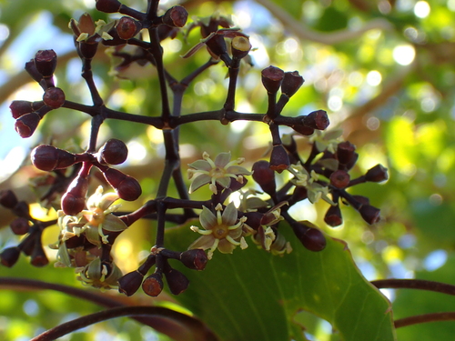 Cheirodendron dominii
