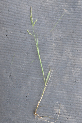 Image of Steinchisma hians by (c) Dan Johnson, some rights reserved (CC BY)