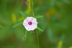 Ipomoea heptaphylla