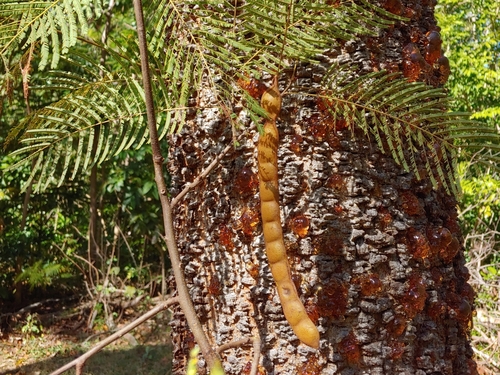 Anadenanthera peregrina, photograph 4