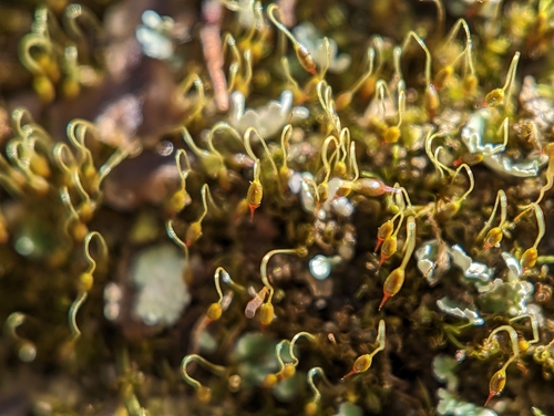 Rock-loving Swan-necked Moss (Campylostelium saxicola)
