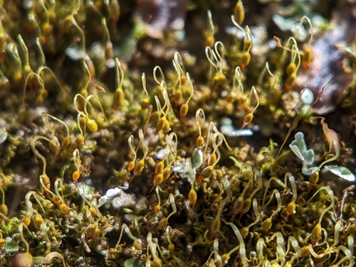 Image of Rock-loving Swan-necked Moss by (c) Elias, some rights reserved (CC BY)