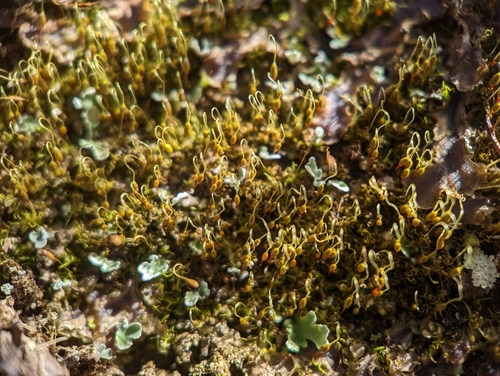 Image of Rock-loving Swan-necked Moss by (c) Elias, some rights reserved (CC BY)