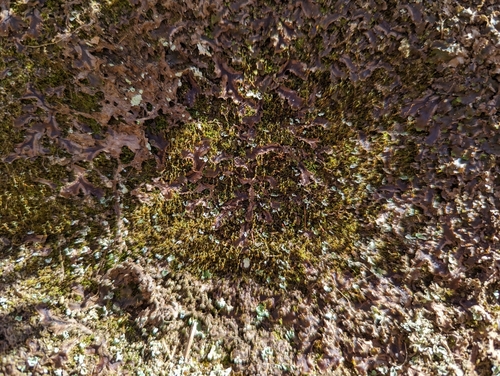 Image of Rock-loving Swan-necked Moss by (c) Elias, some rights reserved (CC BY)
