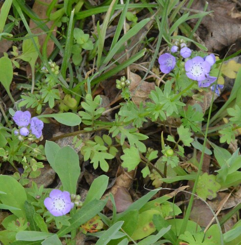 Smooth phacelia (Phacelia glabra)