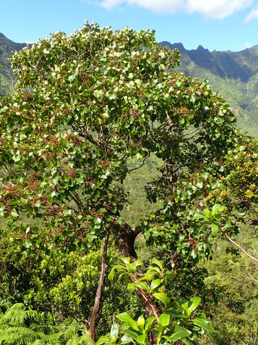 Cheirodendron platyphyllum