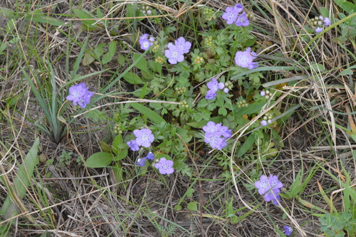 Smooth phacelia (Phacelia glabra)