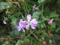 Silene × hampeana