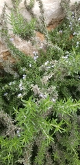 Rosmarinus
