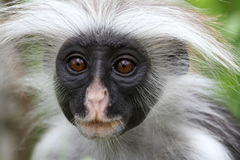 Zanzibar Red Colobus photo 2