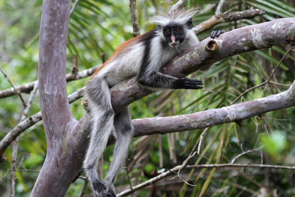 Zanzibar Red Colobus