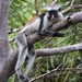 Zanzibar Red Colobus Monkey - Photo (c) Martin Grimm, some rights reserved (CC BY-NC), uploaded by Martin Grimm