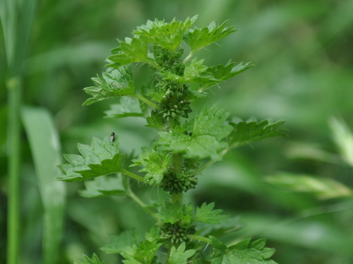 Image of Urtica Circularis (Urtica circularis) by (c) vinicius_s_domingues, some rights reserved (CC BY)