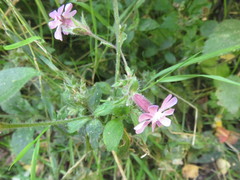 Silene × hampeana