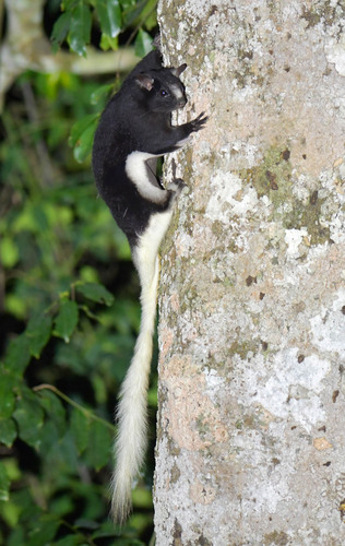 Pel's Anomalure (Anomalurus pelii) — Least Concern Mammalia