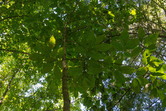 Magnolia acuminata