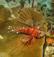 Pterois antennata