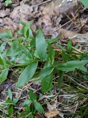 Dichanthelium latifolium