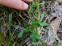 Dichanthelium latifolium
