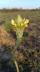 Bulbine narcissifolia