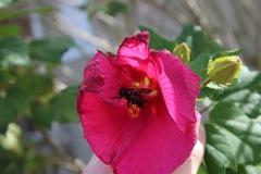 Image of Xylocopa micans