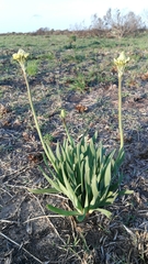 Bulbine narcissifolia