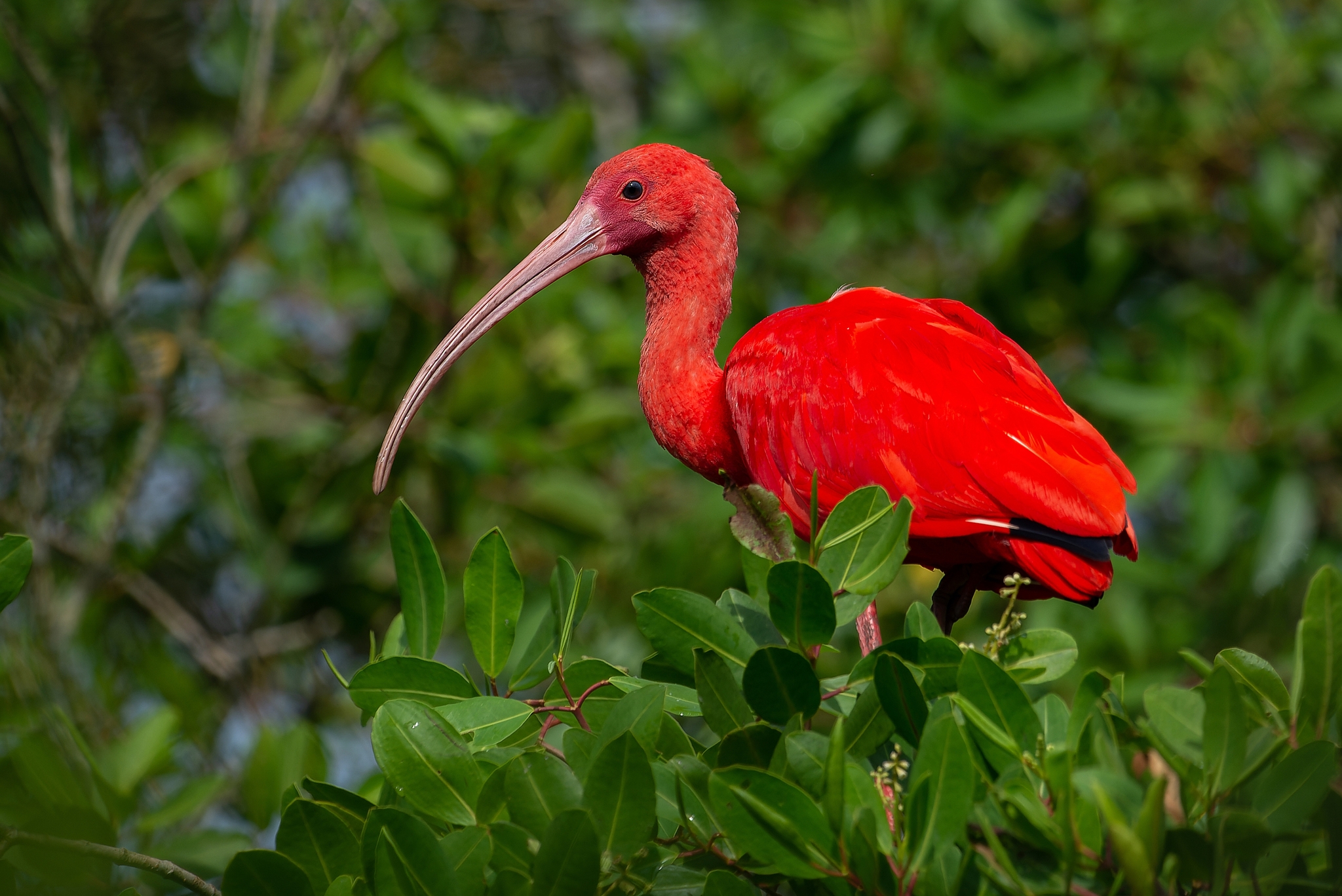 Scarlet Ibis (Eudocimus ruber) · iNaturalist