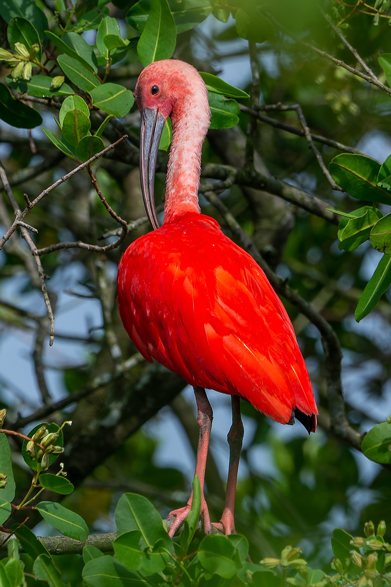 Eudocimus ruber (Linnaeus, 1758)