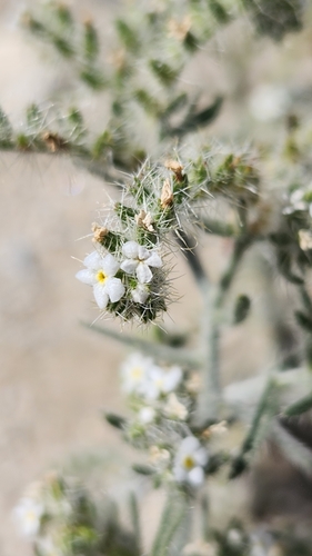 Johnstonella angustifolia, photograph 5