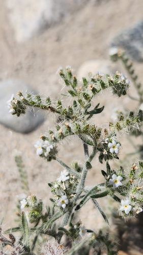 Johnstonella angustifolia, photograph 6