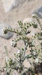Johnstonella angustifolia, photograph Rod, CC0, iNaturalist via GBIF