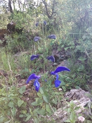 Salvia patens