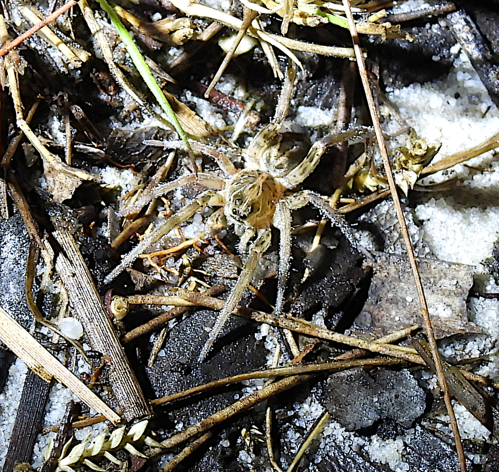 Wolf Spiders from Tin Can Bay QLD 4580, Australia on February 25, 2023