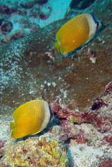 Chaetodon kleinii