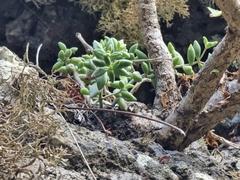 Monanthes laxiflora image
