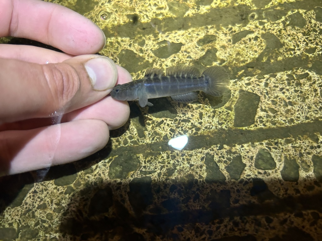 Naked Goby From Dutchman Creek Southport Nc Us On February At Pm By Cole