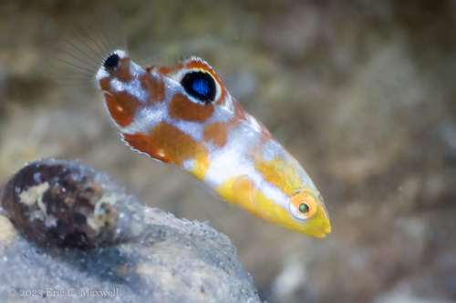 Puddingwife Wrasse