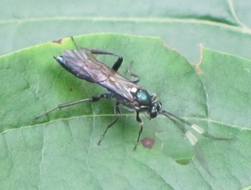 Platylabus clarus
