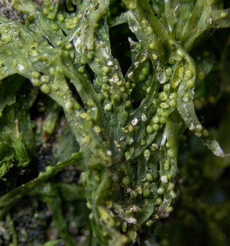 Forked Veilwort