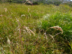 Vahlodea atropurpurea