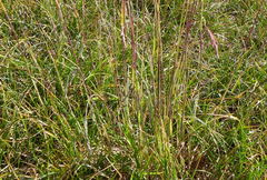 Vahlodea atropurpurea