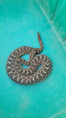 Sistrurus tergeminus