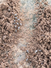 Tenuirostritermes