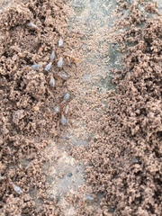 Tenuirostritermes
