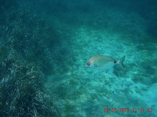 Diplodus sargus