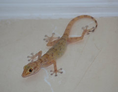 Ptyodactylus hasselquistii