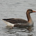 Greylag × Swan Goose - Photo (c) fangchen, some rights reserved (CC BY-NC)