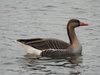 Greylag × Swan Goose - Photo (c) fangchen, some rights reserved (CC BY-NC)