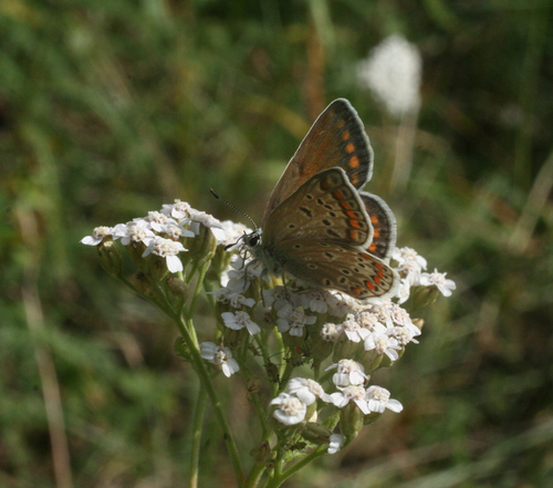 Photo of Common Blue (Polyommatus icarus)