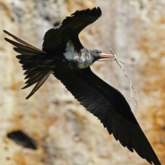 Lesser Frigatebird photo 4